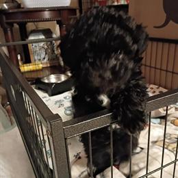 Female Maltipoo Puppy for Adoption in Danville, va