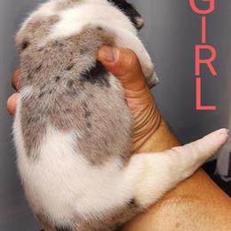 Old English Bulldog Puppies Available in Chicago, il
