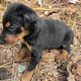 AKC Doberman Puppies Available with Special Discount in Wendell, nc
