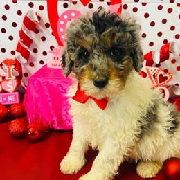 Mini Poodle Seeking Forever Home in Indianapolis, in