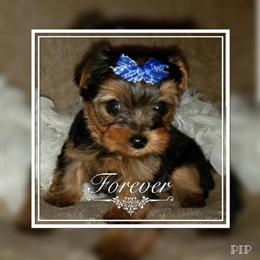 Handsome Teacup Yorkshire Terrier in Indiana in Greencastle, in