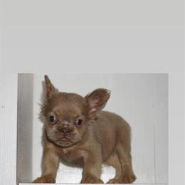 French Bulldog Puppies Available in Yuma, az