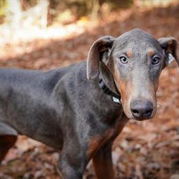 AKC Doberman Puppies Coming Soon in April 2026 in Wendell, nc