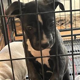 Hybrid Bully Puppies Available for Forever Homes in Baltimore, md