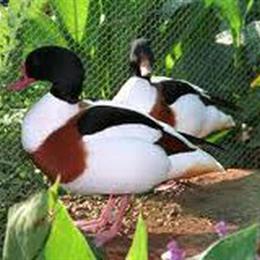 Abyssinian Bluewing Geese and Ducks for Sale near Tallahassee, FL in Tallahassee, fl