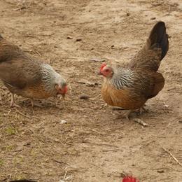Silkie and Old English Bantams for Sale in Lamont, FL in Tallahassee, fl