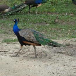 Peafowl: Spaulding trio and Pied pair for sale near Tallahassee, FL in Tallahassee, fl