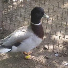 Show Quality Grey Call Ducks for Sale Near Tallahassee, FL in Tallahassee, fl