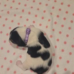 Beagle Puppies Ready for Adoption in Bryan, oh