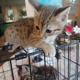 Female Savannah Kitten - Purebred and Friendly in Cleveland, oh