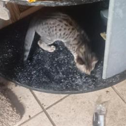 Savannah Kittens - Purebred F5 Generation Available Soon in Cleveland, oh