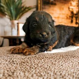Cavapoo Puppies Available for Adoption in Myrtle Beach, sc