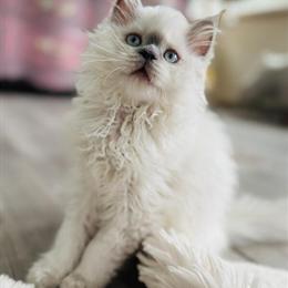 Scottish Straight Male Kitten Looking for a Loving Home in Charlottesville, va