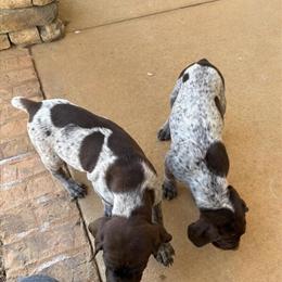 AKC Registered German Shepherd Puppies Ready for Homes in Hickory, nc