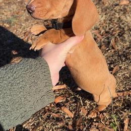 Mini Dachshund Boy Ready for Valentine's Day in Hickory, nc
