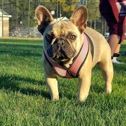 Female French Bulldog Available in Holland, mi