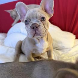Fluffy Carrier French Bulldog Puppies Available in New York, ny