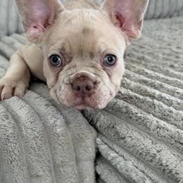 French Bulldog Available for Forever Home in New York, ny