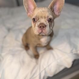 Fawn French Bulldog Puppies Available in New York, ny