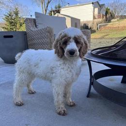 Female Standard Poodle for Adoption in Wenonah, nj