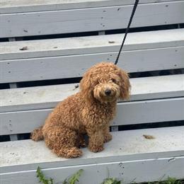 Mini Poodle Stud Available for Breeding in Nicholasville, ky