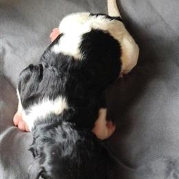 AKC Standard Parti Poodle Marley Ready for Adoption in Dover, oh