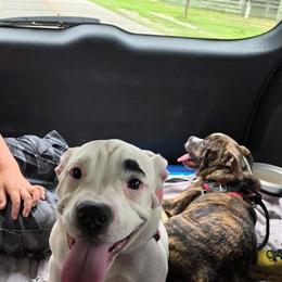 English Bulldog mix looking for a loving home in Keystone Heights, fl