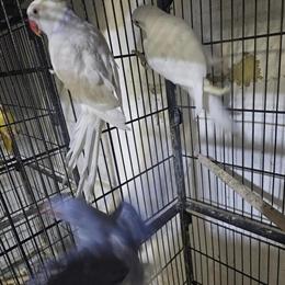 Female Cleartail Ringnecks Available in Mars, pa