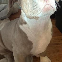 American Bully Puppies Ready for New Homes - 16 Weeks Old in Staten Island, ny