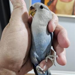 Lovebirds for Sale - Peach Face Opaline and Blue in Mars, pa