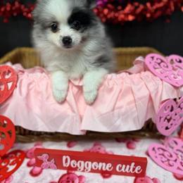 Sweet Pomeranian Female Available in Mansfield, oh