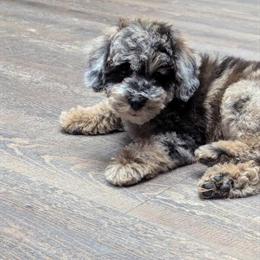 Poodle Puppy Available in Mansfield, oh