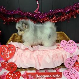 Pomeranian Female Puppy Available in Mansfield, oh