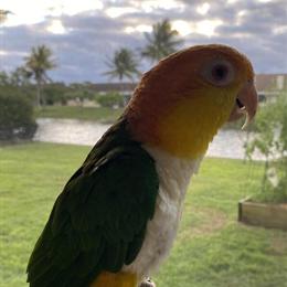 Caique Parrot Babies for Sale - White Bellied in Pompano Beach, fl