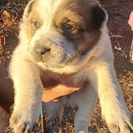 Red Heeler Puppies Available in Fayetteville, nc