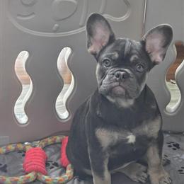 French Bulldog Puppy Ready for Home in Grand Blanc, mi