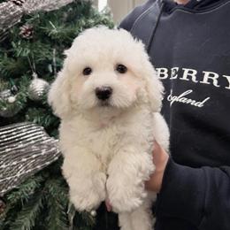 Bichon Frise Puppy Available with Updated Shots in El Monte, ca
