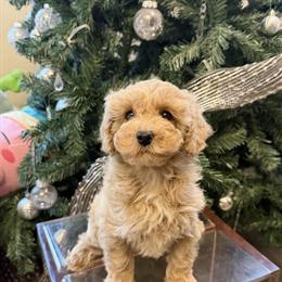 Cute Cockapoo Puppy Available with Updated Shots in El Monte, ca