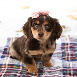 Mini Dachshund Puppies with Merle Colors in El Monte, ca