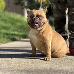 Male French Bulldog Puppy Ready for a New Home in Milwaukee, wi