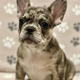 Female French Bulldog Pup Ready for Forever Home in Milwaukee, wi