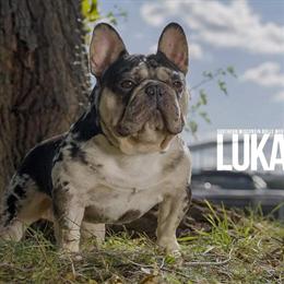 Male French Bulldog Puppy Available in Milwaukee, wi