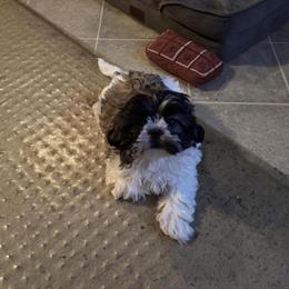 Shih Tzu puppy ready for a new home in Niles, oh