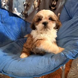 Shih Tzu puppy Meatball ready for a loving home in Niles, oh