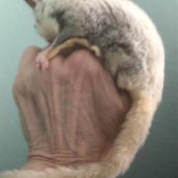 Male Sugar Gliders for Sale in South Bend, in