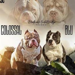 Bully Male, 3 Years Old for Sale in Fort Wayne, in