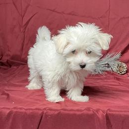 3 Month Old AKC Registered Maltese for Adoption in Pittsburgh, pa