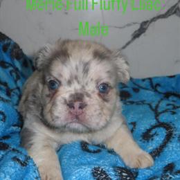 French Bulldog Puppies Available in Hialeah, fl