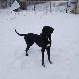 Great Dane Female Available for Adoption in Marshall, mi