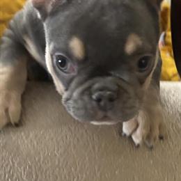 French Bulldog Puppies Available for Adoption in Swartz Creek, mi
